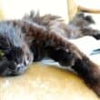 gatto anziano - sintomi segnali morte gatto