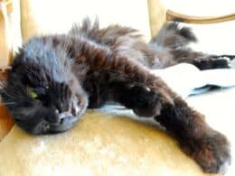 gatto anziano - sintomi segnali morte gatto