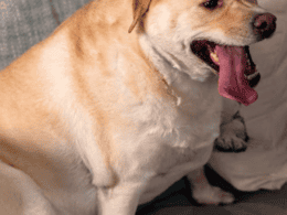 cane grasso sovrappeso obeso dieta