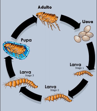 ciclo uova pulci gatto