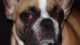 congiuntivite-cane-occhi-rossi