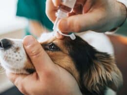 congiuntivite nel cane sintomi e trattamento