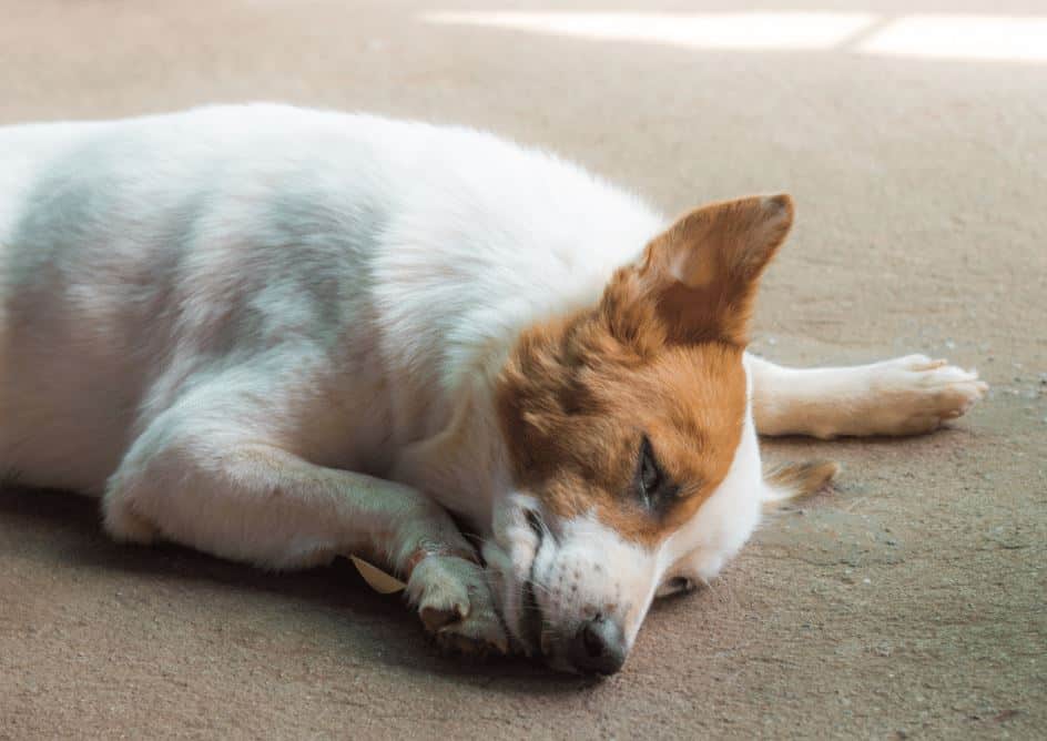 gastrite cane - cause sintomi cura e trattamento