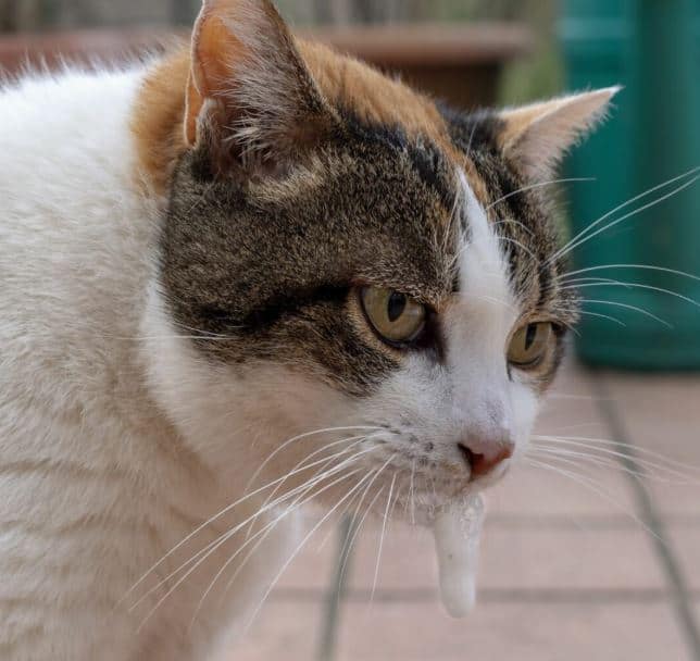 gastrite gatto - cause sintomi cura e trattamento