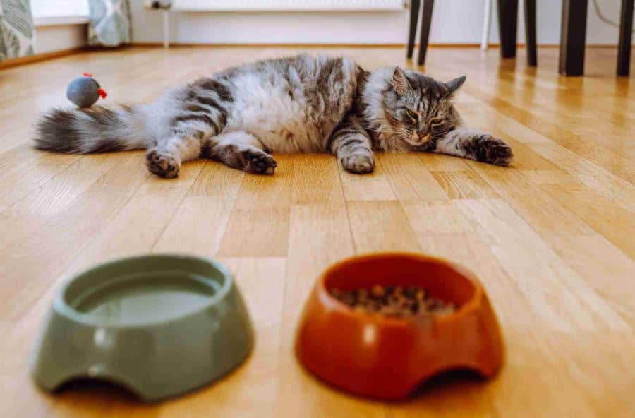 gastrite gatto - come riconoscere infiammazione intestino