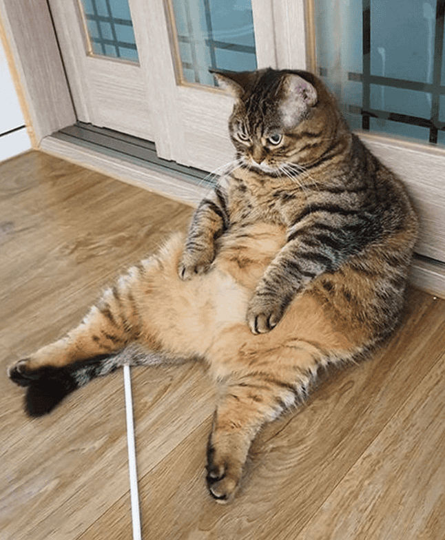 gatto grasso sovrappeso dieta alimentazione nutrizione