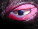 herpesvirus felino