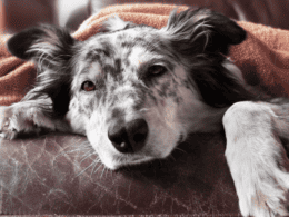 insufficienza renale nel cane - cause sintomi cura e prevenzione
