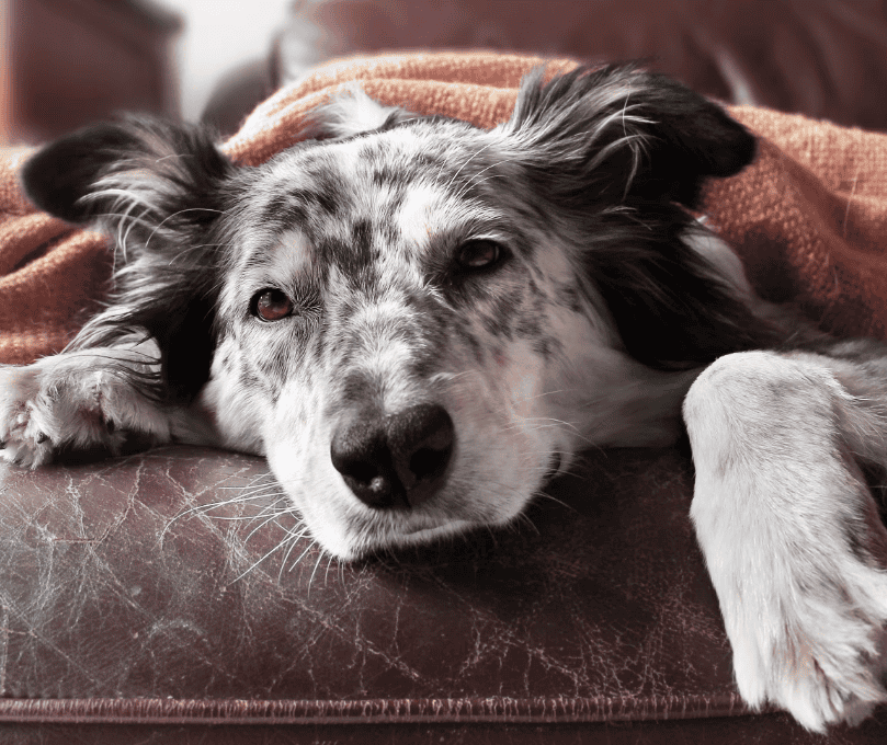 insufficienza renale nel cane - cause sintomi cura e prevenzione