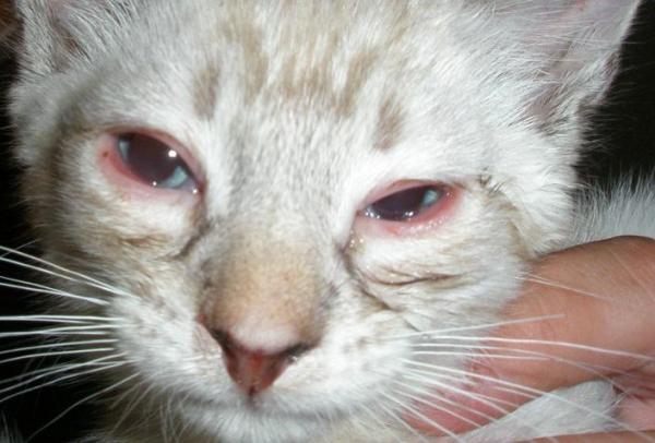 occhi arrossati gatto - congiuntivite