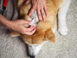 pulci nel cane - prevenzione e trattamento