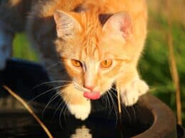 gatto disidratato - prevenire la disidratazione