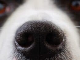 tumore naso cane - cura e prevenzione