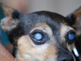 cataratta nel cane - cause operazione e cura