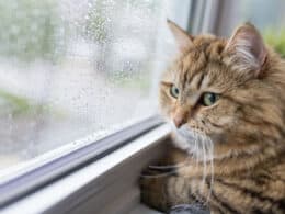 depressione gatto - cause sintomi cura e prevenzione