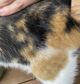 forfora gatto