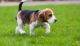 cane zoppica