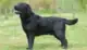 Labrador-retriever-dog-problemi-salute