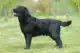 Labrador-retriever-dog-problemi-salute