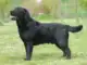 Labrador-retriever-dog-problemi-salute