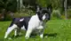 bulldog francese - malattie patologie e problemi di salute