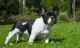 bulldog francese - malattie patologie e problemi di salute