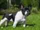 bulldog francese - malattie patologie e problemi di salute