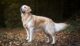 golden-retriever-malattie-patologie-genetiche