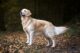 golden-retriever-malattie-patologie-genetiche