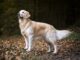 golden-retriever-malattie-patologie-genetiche