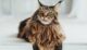 maine coon malattie e problemi di salute