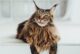 maine coon malattie e problemi di salute