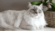 ragdoll HCM, PKD, ostruzione urinaria (maschi), displasia anca