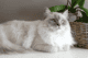 ragdoll HCM, PKD, ostruzione urinaria (maschi), displasia anca